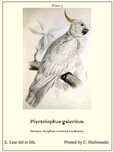 Edward Lear - sulphur-crested cockatoo